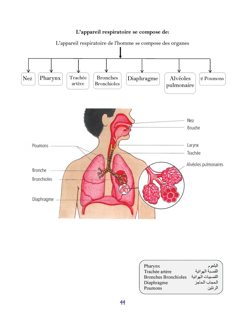 Savoir Plus - Science - 4e - 1s.